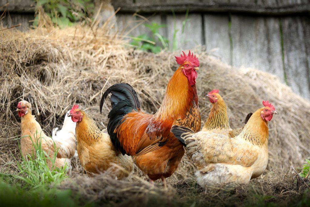 chickens, birds, poultry, rooster, hen, animals, feathers, nature, plumage, farm, village